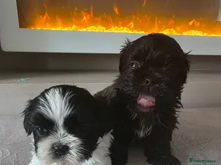 Shih Tzu dogs Shih tzu puppies - Advert 1