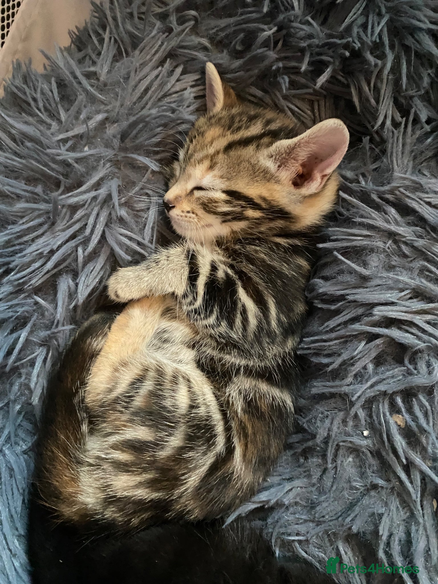 Mixed Breed cats for sale: Bengal cross American shorthairxBombay kittens 🐱  - Advert 1