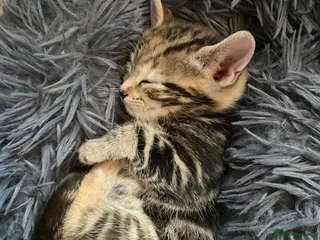 Mixed Breed cats Bengal x American shorthairxBombay kittens 🐱 - Advert 1