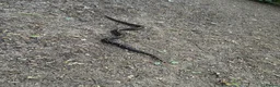 Boa Snake reptiles for sale: Boas male and female  in Chesterfield - Advert 3
