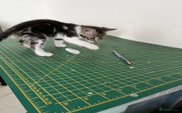 Bengal cats for sale: Bengal X Kittens - Image 23