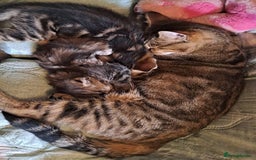 Mixed Breed cats for sale: Lovely Kittens 😻 - Image 3