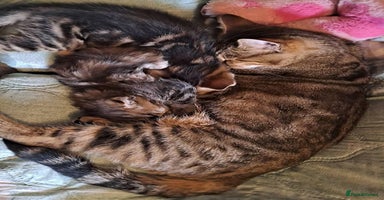 Mixed Breed cats - Advert 3