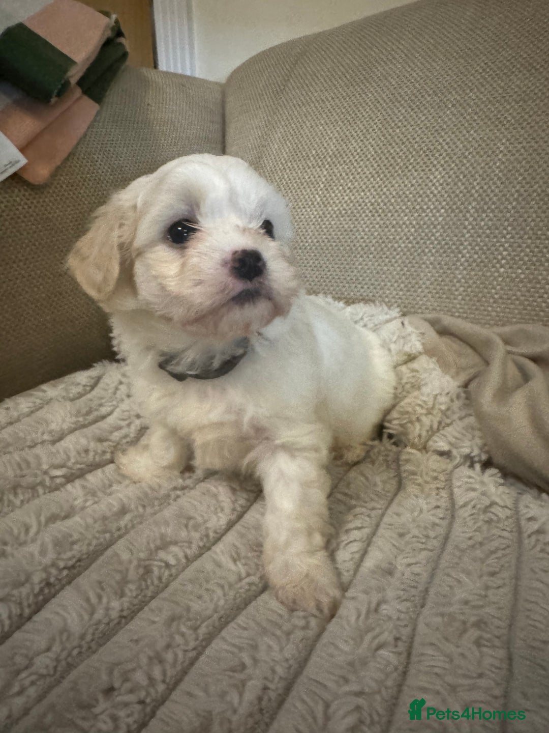 Mixed Breed dogs for sale: Two Gorgeous Puppies Remaining!  - Advert 17