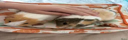 Guinea Pig rodents for sale: female guinea pig pairs - Advert 5