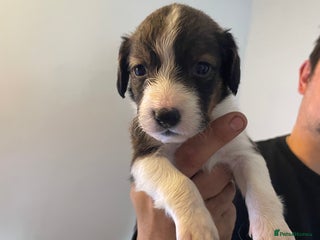 Mixed Breed dogs - Advert 3