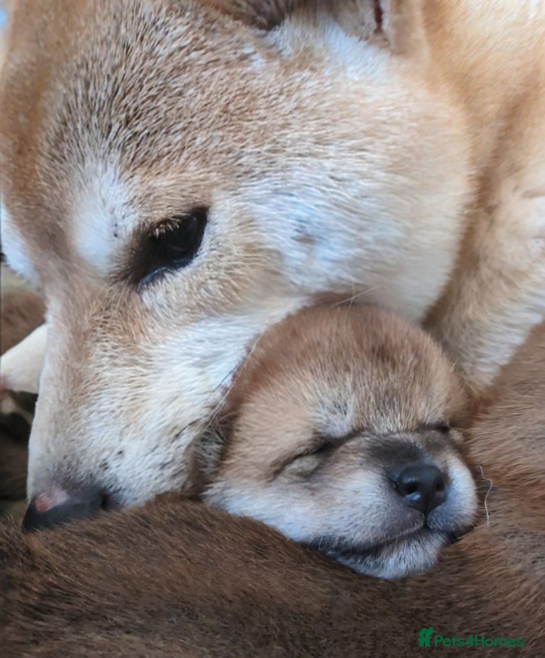 Japanese Shiba Inu dogs for sale: Japanese shiba inu - Image 3