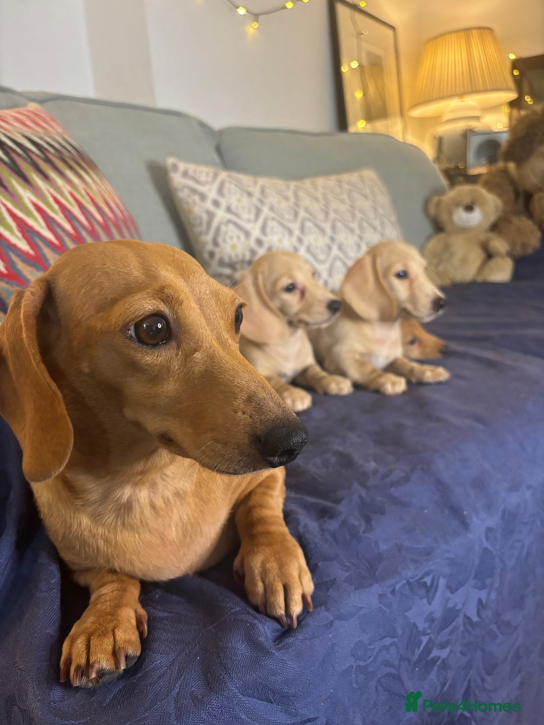 Miniature Dachshund dogs for sale: 🐶 Miniature Smooth Haired Dachshunds. KC REG. 🐶  - Image 6