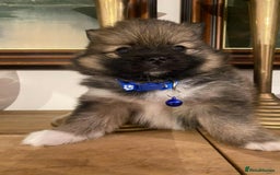 Pomeranian dogs for sale: Pomeranian puppies  - Image 8