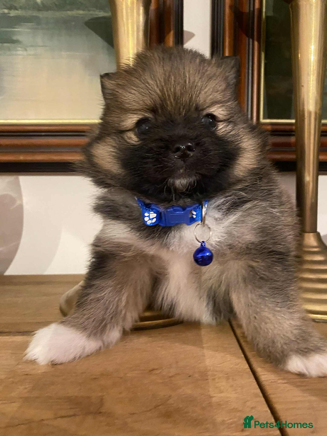 Pomeranian dogs for sale: Pomeranian puppies  - Image 8