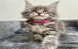 Maine Coon cats for sale: Champion line Maine Coon kittens available  - Image 8