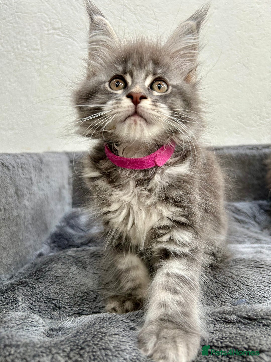 Maine Coon cats for sale: Champion line Maine Coon kittens available  - Image 8