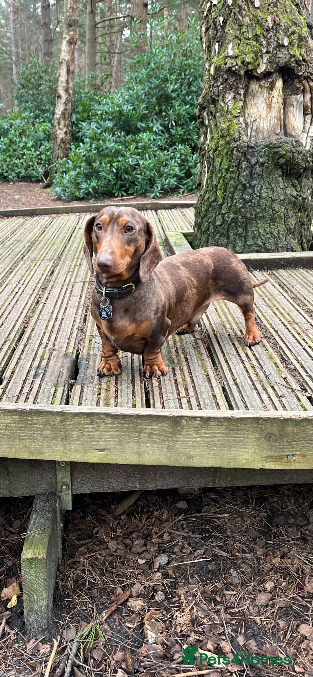 Miniature Dachshund dogs for stud: 🔥For stud proven miniature dachshund🔥   in Windsor - Advert 6