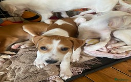 Mixed Breed dogs for sale: Lurcher  - Image 9