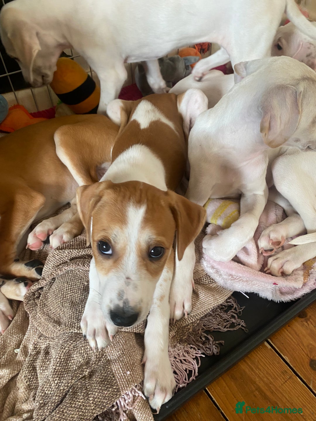 Mixed Breed dogs for sale: Lurcher  - Image 9