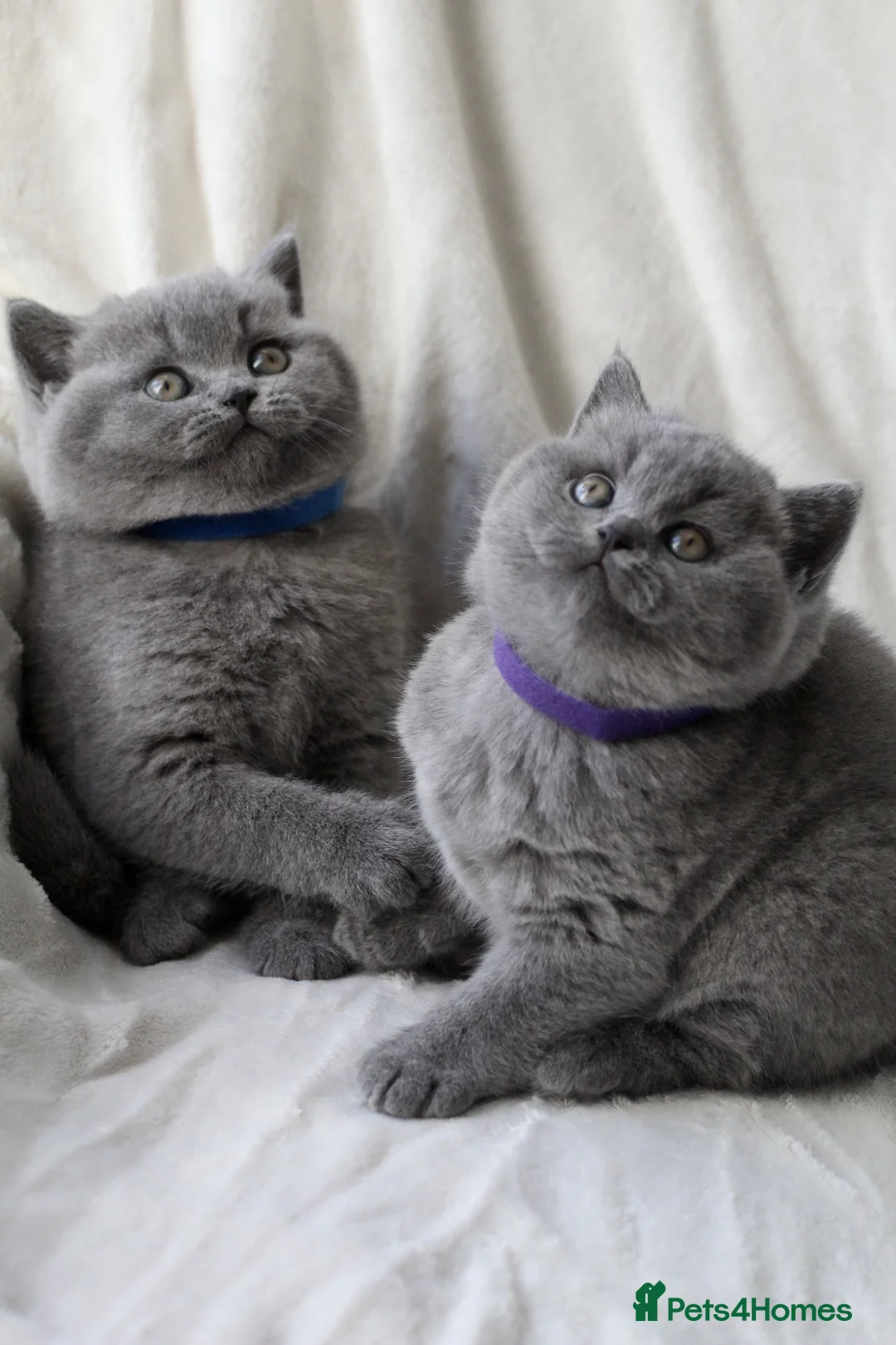 British Shorthair cats for sale: GCCF British Shorthair Kittens  - Advert 2