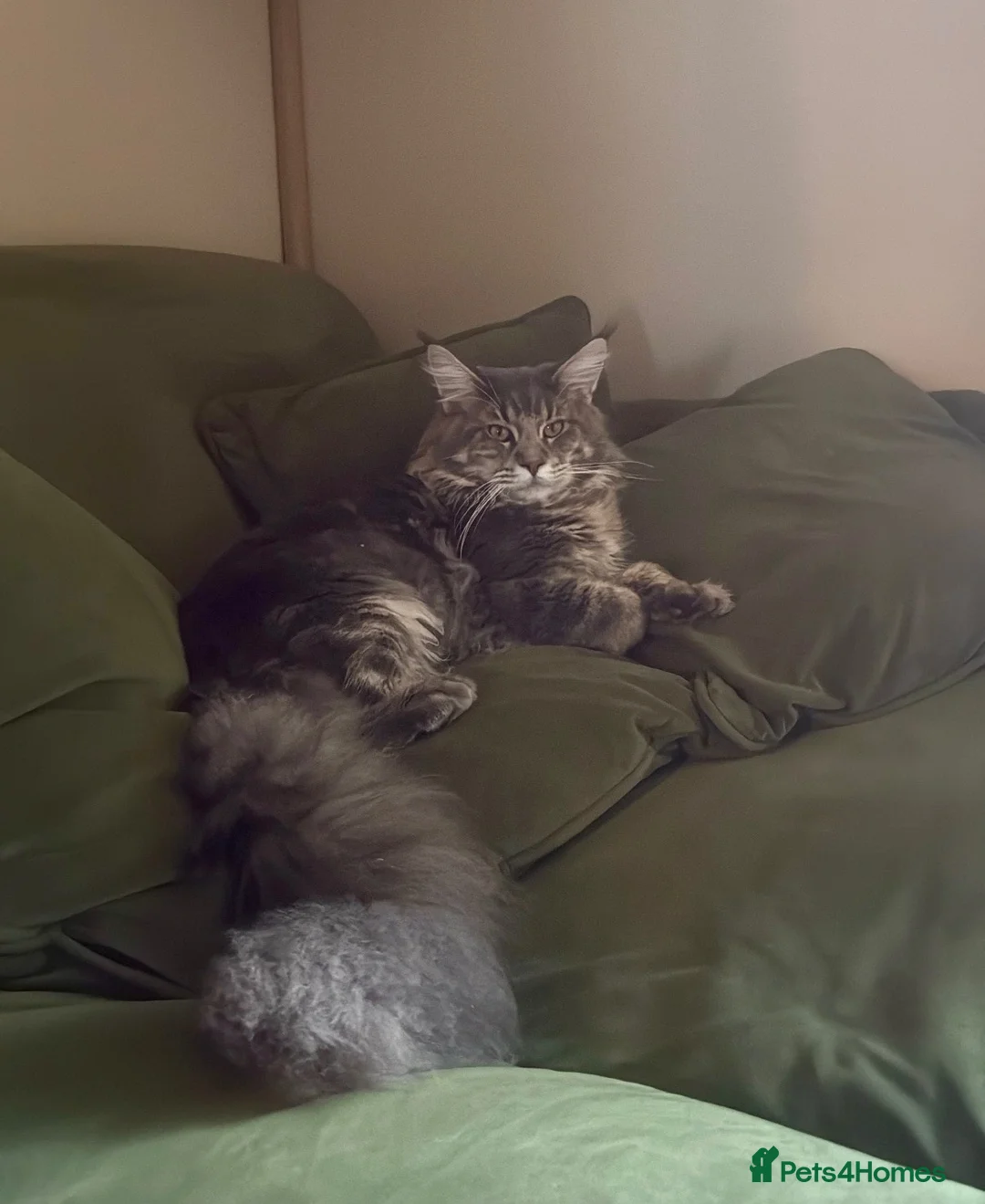 Maine Coon cats for sale: 1 year old male Maine coon in Doncaster - Advert 2