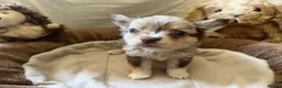 Chihuahua dogs for sale: Chihuahua puppies with blue and green eyes 2 m & 2 - Advert 24