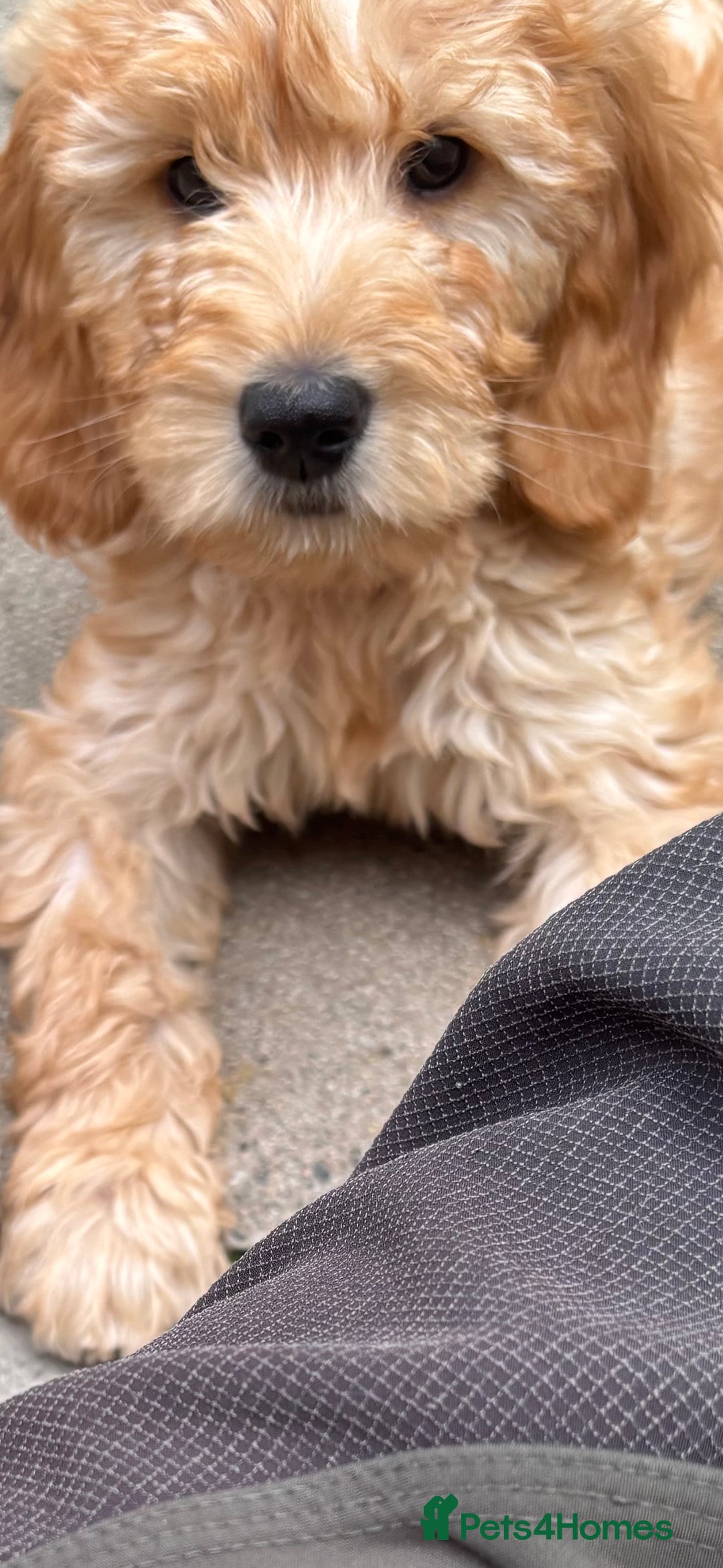 Goldendoodle dogs for sale: F1 miniature Goldendoodle puppies. - Image 11
