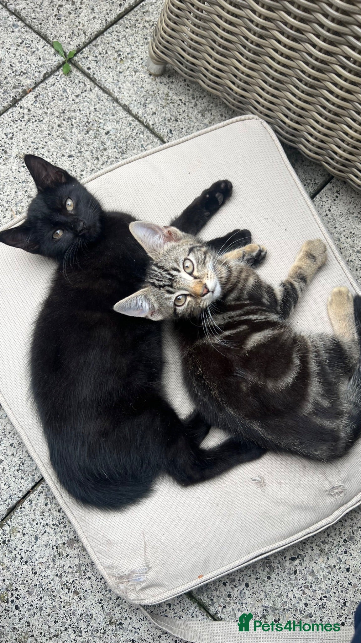 Mixed Breed cats 4 Adorable Kittens😍🐾 - Advert 2