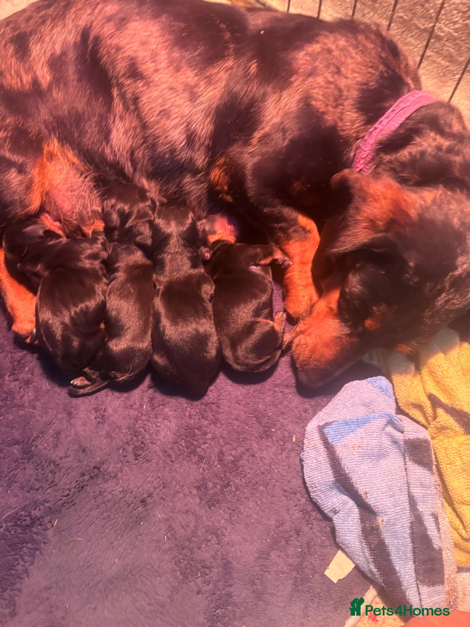 Dachshund dogs Dachound pups miniature  - Advert 7