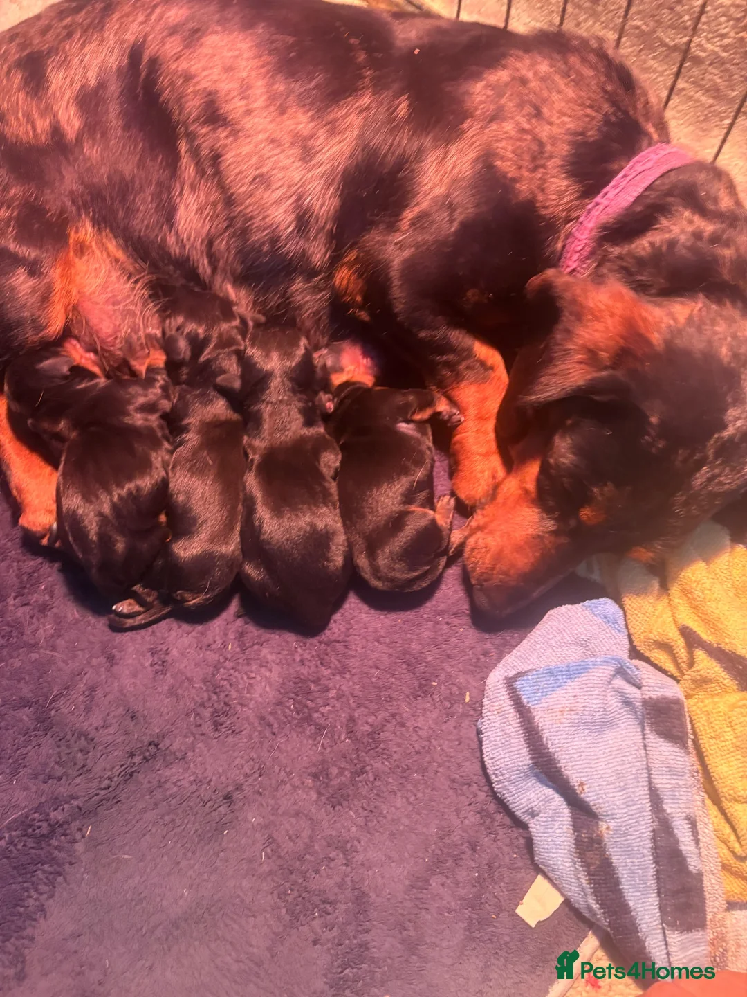 Dachshund dogs for sale: Dachound pups miniature  in Newark - Advert 1