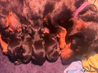 Dachshund dogs Dachound pups miniature - Advert 7