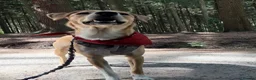 Mixed Breed dogs for sale: Adopt Rocky-a friendly boy in foster in Hampshire in Liphook - Advert 2