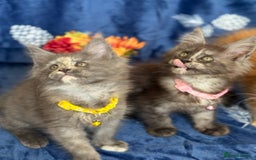 Maine Coon cats for sale: Pedigree MainCoon Kittens  - Image 20
