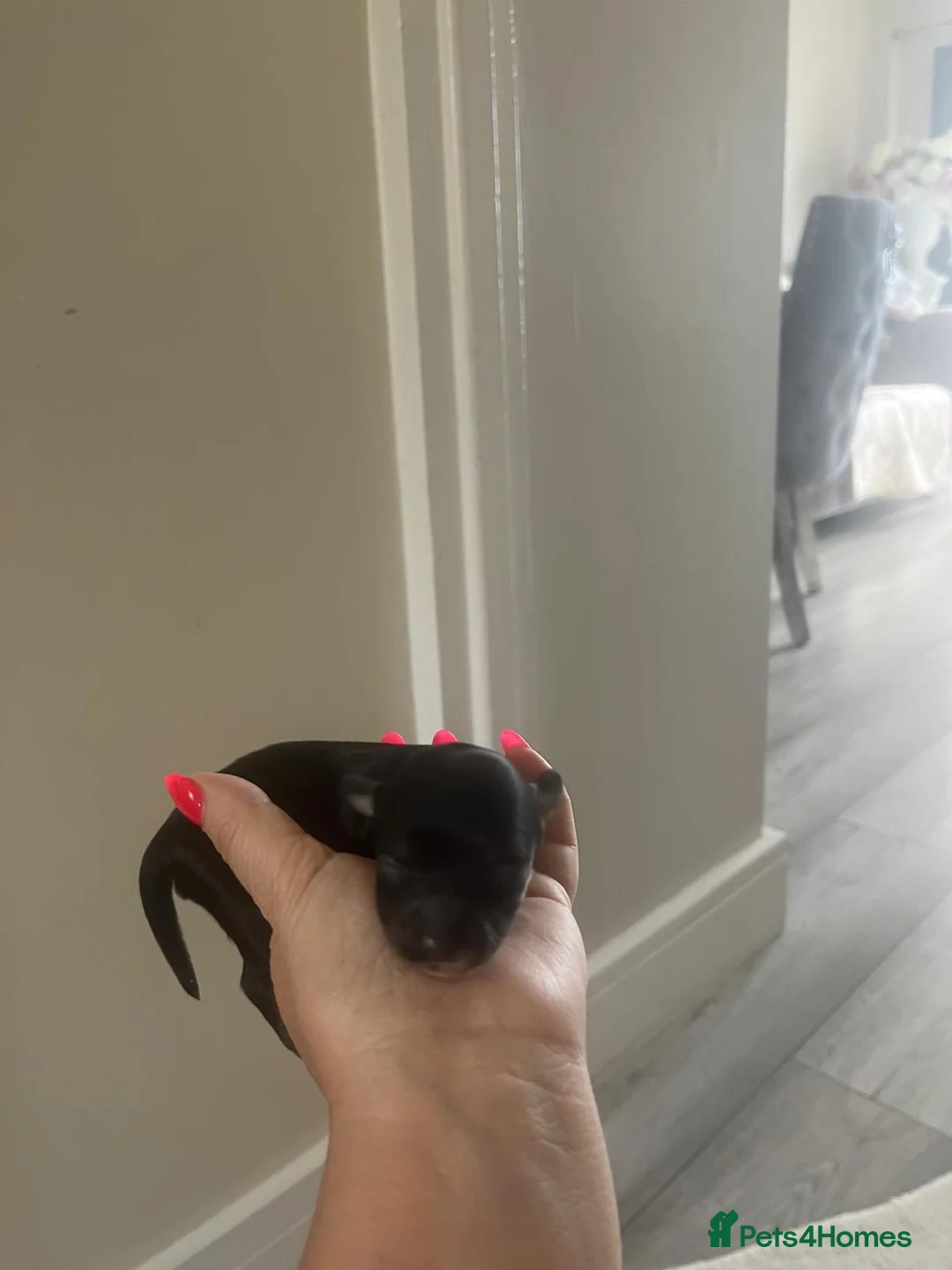 Shihpoo dogs for sale: Shih poo puppies   in Gillingham - Advert 6