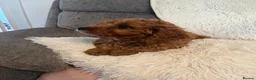 Cavapoo dogs for sale: Outstanding fox red cavapoo puppy - Advert 11