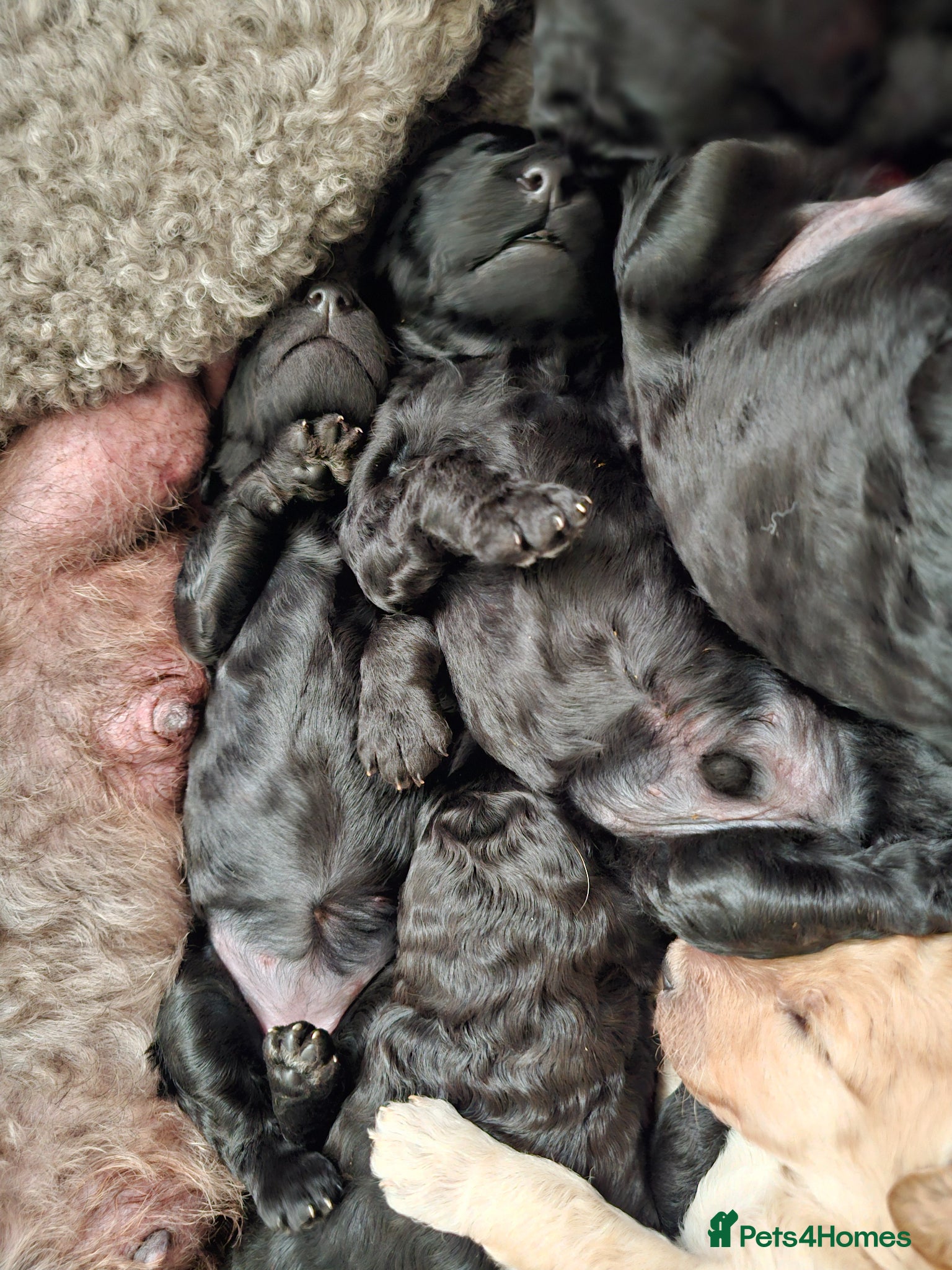 Poodle dogs for sale: Exceptional health tested Moyen Poodles  - Advert 23