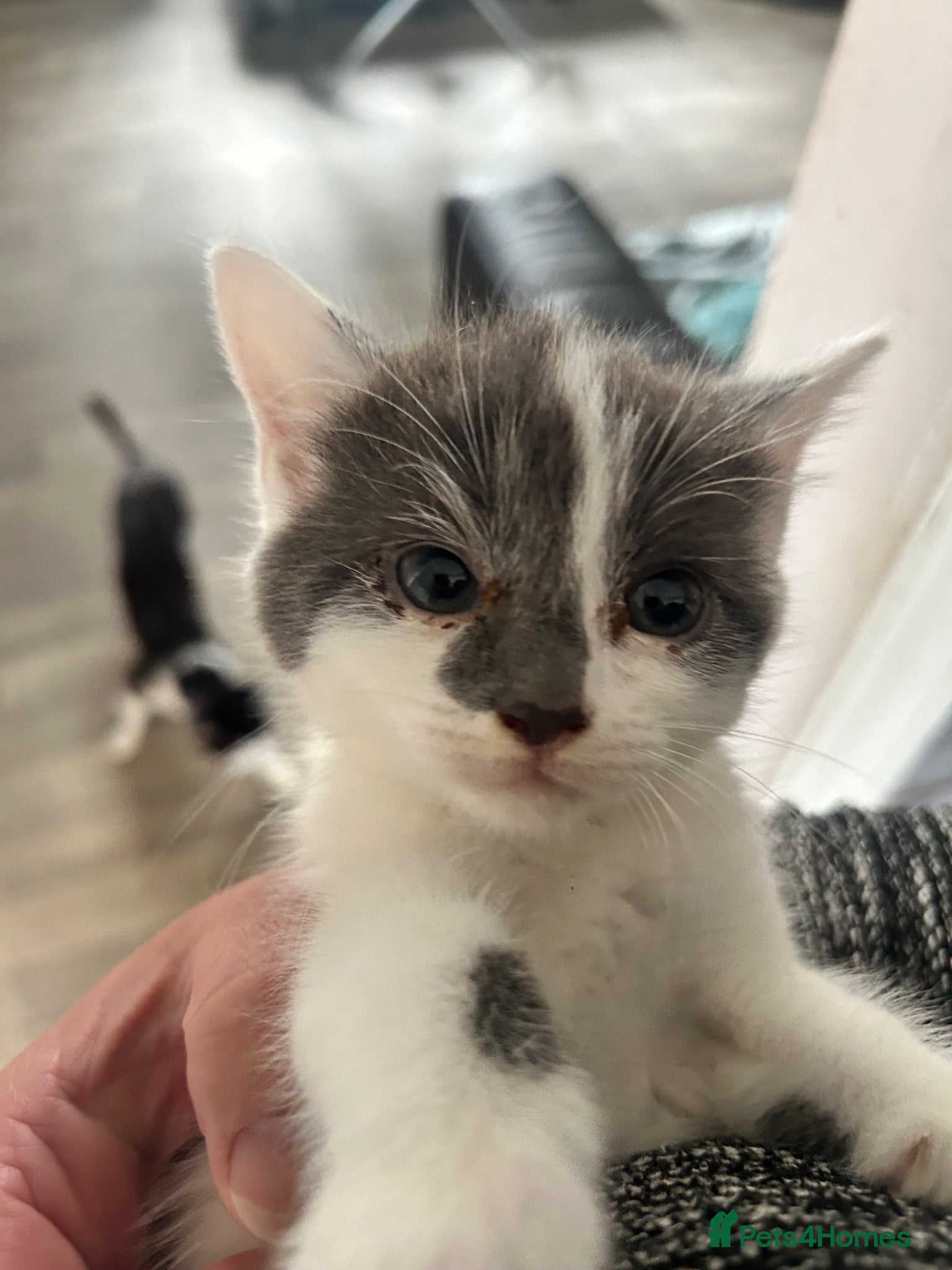Mixed Breed cats 4 kittens for rehoming  - Advert 2