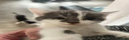 Mixed Breed cats for sale: 4 kittens for rehoming  - Advert 1