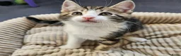 Mixed Breed cats for sale: 4 Gorgeous Tabby Kittens Ready for Loving Homes in Wakefield - Advert 4