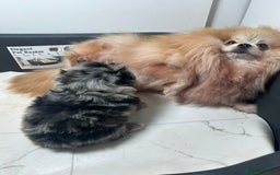 Pomeranian dogs for sale: TINY MARBLE POMERANIAN GIRL  - Image 12