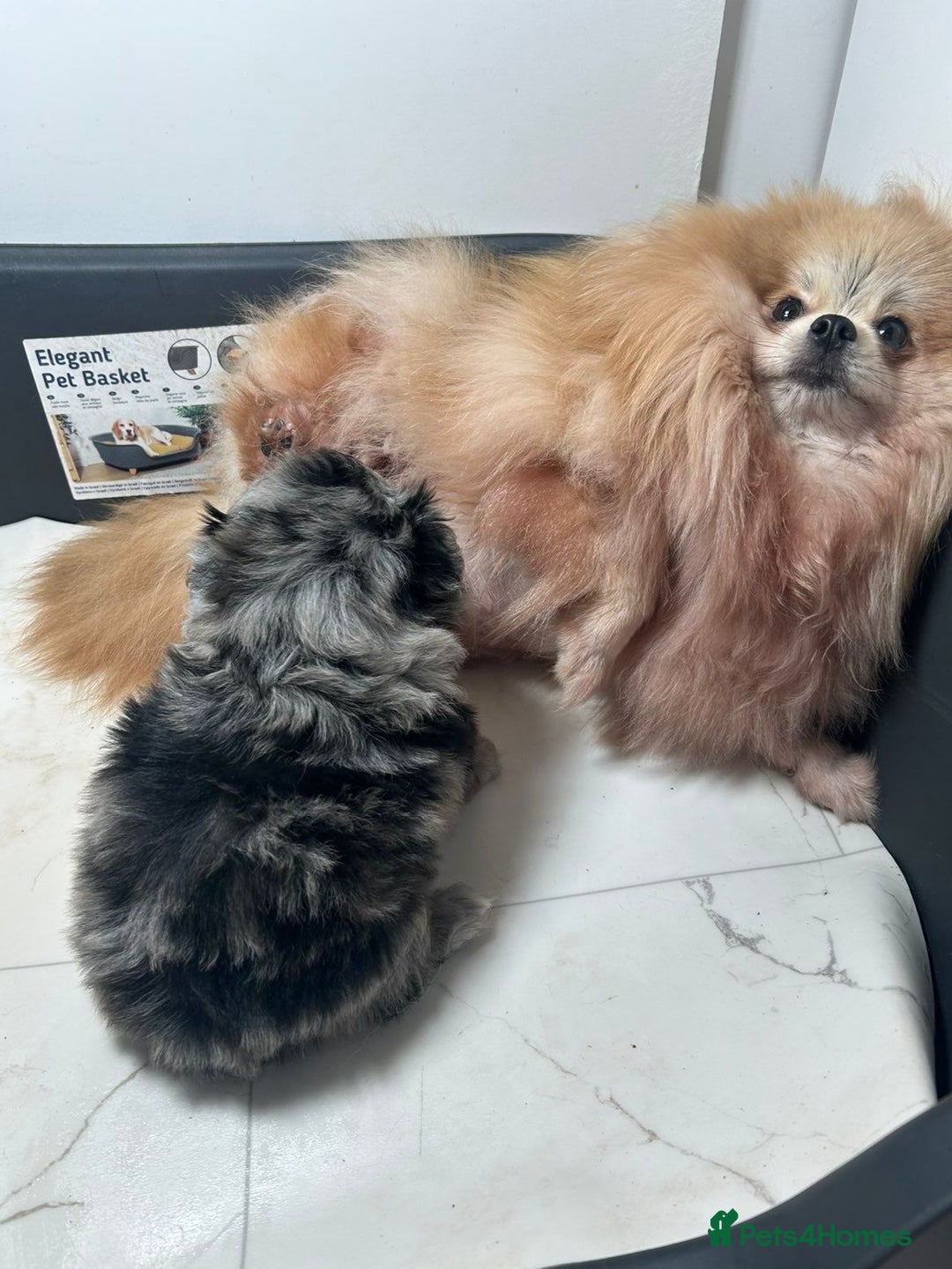 Pomeranian dogs for sale: TINY MARBLE POMERANIAN GIRL  - Image 12