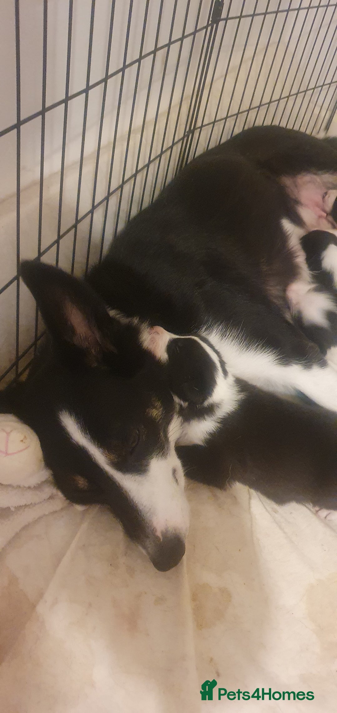 Border Collie dogs for sale: Border Collie puppies - Advert 3