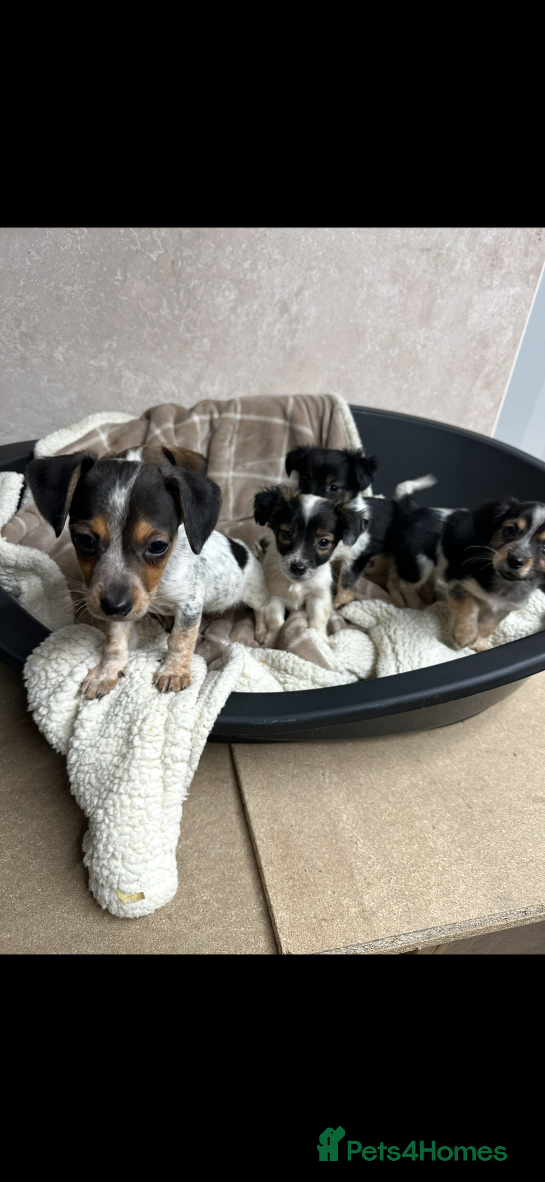 Jack Russell dogs for sale: Miniature jack russel pups - Advert 5