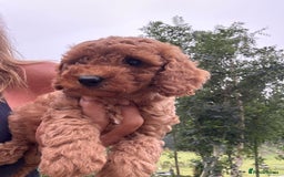 Cockapoo dogs for sale: Lovely litter cockapoo  - Image 24