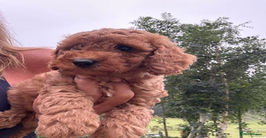 Cockapoo dogs - Advert 1