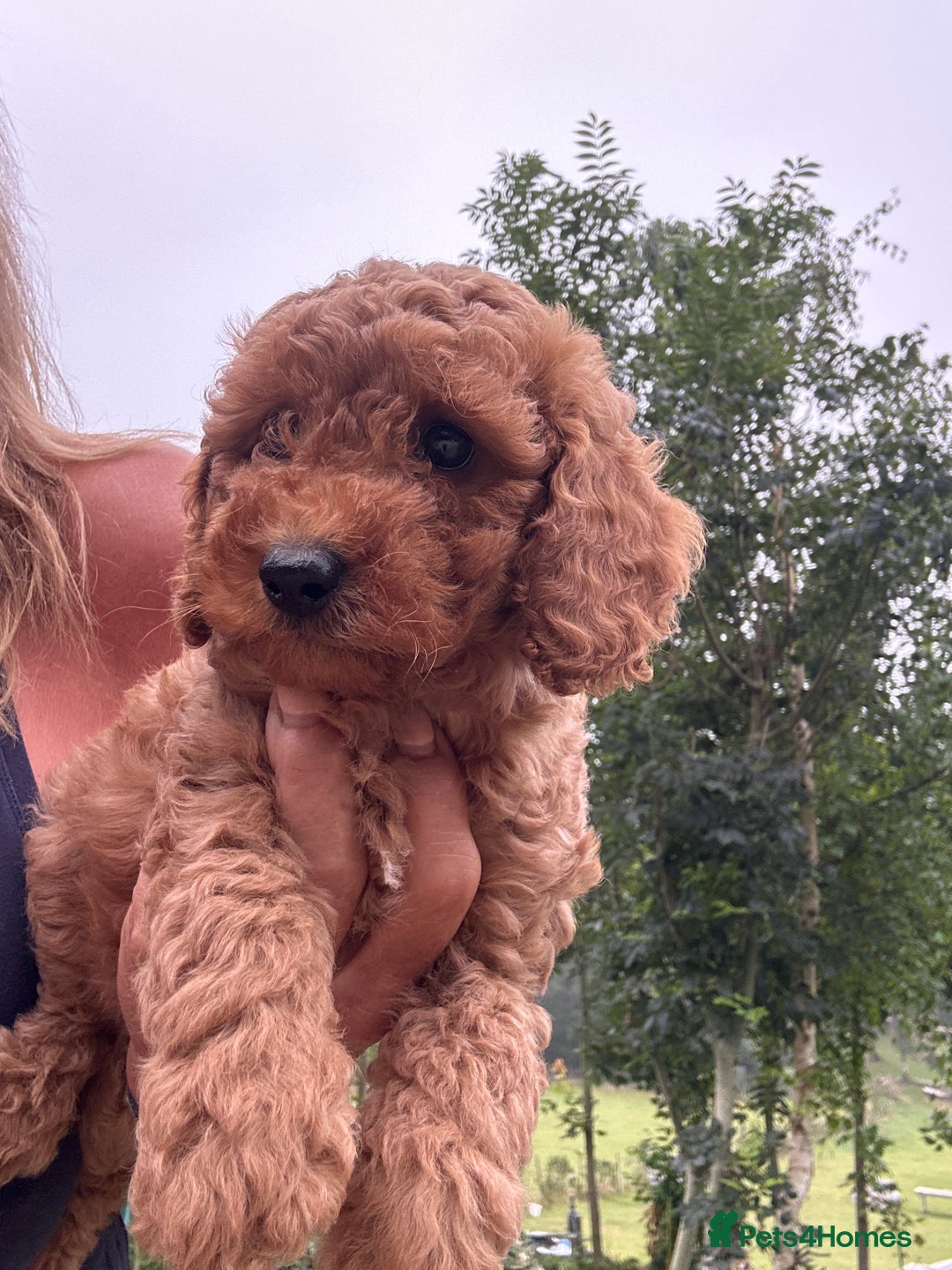 Cockapoo dogs for sale: Lovely litter cockapoo  - Image 24