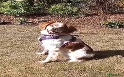 Brittany Spaniel dogs for adoption: Cronos a wonderful Brittany - Image 9