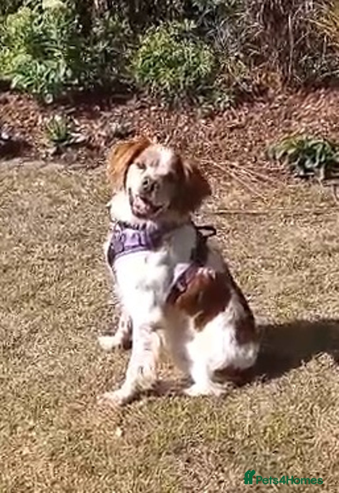 Brittany Spaniel dogs for adoption: Cronos a wonderful Brittany - Image 9