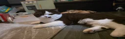 British Shorthair cats for sale: Very unusual British shorthair - Advert 19