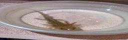 Axolotl reptiles for sale: Baby Axolotol’s  - Advert 9