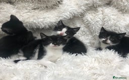 Mixed Breed cats for sale: Lovely kittens 8 weeks old  - Image 3