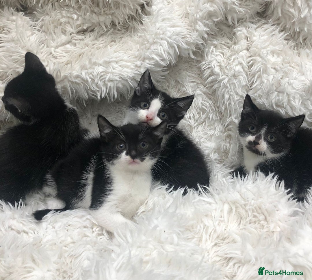 Mixed Breed cats for sale: Lovely kittens 8 weeks old  - Image 3