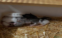 Rat rodents for sale: Good verity of male and female baby rats  - Image 1
