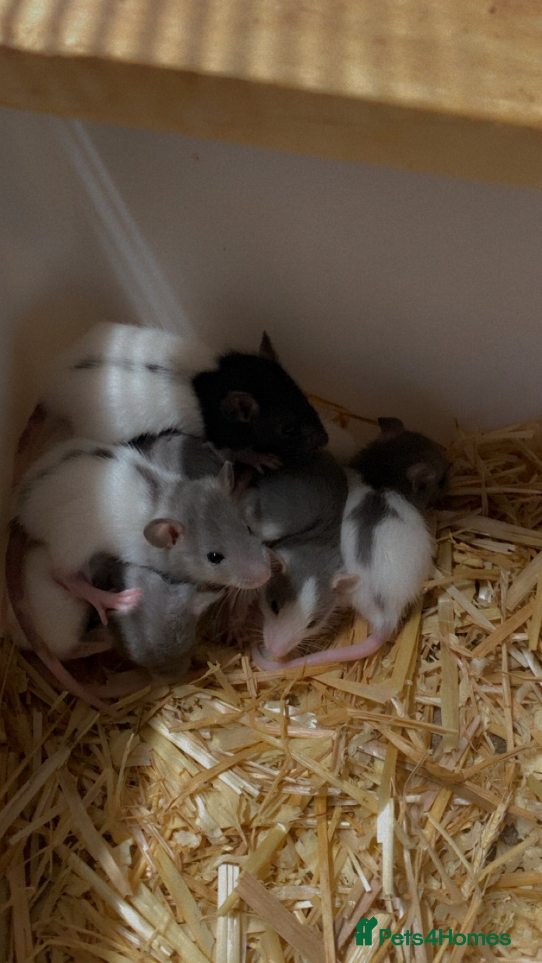 Rat rodents for sale: Good verity of male and female baby rats  - Image 1